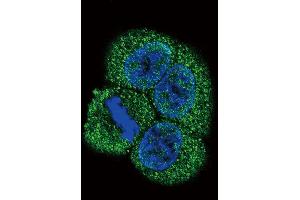Confocal immunofluorescent analysis of VEGFR2 (FLK1/KDR) Antibody (C-term) (ABIN391979 and ABIN2841770) with Hela cell followed by Alexa Fluor 488-conjugated goat anti-rabbit lgG (green). (VEGFR2/CD309 antibody  (C-Term))
