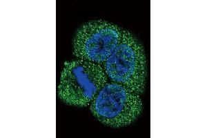 Confocal immunofluorescent analysis of VEGFR2 (FLK1/KDR) Antibody (C-term) (ABIN391979 and ABIN2841770) with Hela cell followed by Alexa Fluor 488-conjugated goat anti-rabbit lgG (green). (VEGFR2/CD309 antibody  (C-Term))