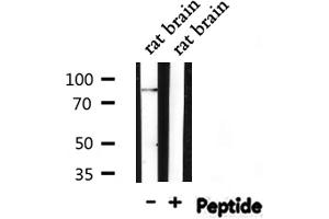 STAT3 antibody  (pSer727)