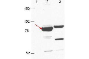 Anti-Esrp-1/2 antibody by western blot shows detection in 293T cell extracts. (Esrp-1/2 antibody)