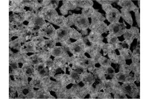 ABIN2562762 (20µg/ml) staining of PFA-perfused cryosection of Rat Liver. (GAPDH antibody  (Internal Region))
