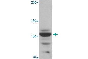 Western blot analysis of RAPGEF3 in rat skeletal muscle tissue with RAPGEF3 polyclonal antibody  at 1 ug/mL. (RAPGEF3 antibody  (N-Term))