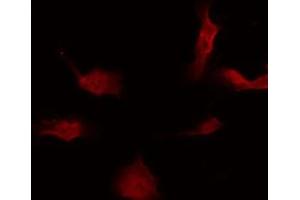 Immunofluorescence (fixed cells) (IF/ICC) image for anti-Proliferation-Associated 2G4, 38kDa (PA2G4) (C-Term) antibody (ABIN6264002)