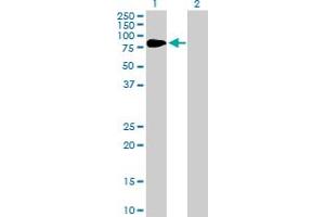 Western Blot analysis of F2 expression in transfected 293T cell line by F2 MaxPab polyclonal antibody. (Prothrombin antibody  (AA 1-622))