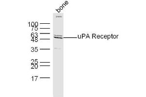 Mouse bone lysates probed with Rabbit Anti-PLAUR Polyclonal Antibody, Unconjugated  at 1:300 overnight at 4˚C.