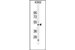 Western blot analysis of RBM43 antibody (N-term) in K562 cell line lysates (35ug/lane). (RBM43 antibody  (N-Term))