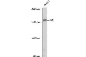 Western blot analysis of extracts of HepG2 cells, using IRS1 antibody (ABIN7267891) at 1:500 dilution. (IRS1 antibody)