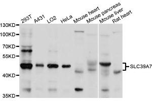 Western blot analysis of extracts of various cell lines, using SLC39A7 antibody (ABIN1874835) at 1:1000 dilution. (SLC39A7 antibody)