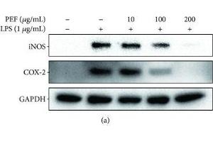 Effect of PEF on LPS-stimulated iNOS and COX-2 expression in RAW 264. (PTGS2 antibody  (AA 375-604))