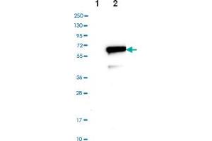 Western blot anylysis of Lane 1: Negative control (vector only transfected HEK293T lysate), Lane 2: Over-expression lysate (Co-expressed with a C-terminal myc-DDK tag (~3. (IRF4 antibody)