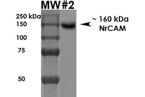Western Blot analysis of Rat Brain Membrane showing detection of ~160 kDa NrCam protein using Mouse Anti-NrCam Monoclonal Antibody, Clone S364-51 . (NrCAM antibody  (Extracellular Domain) (Atto 594))