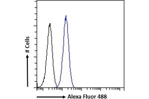 (ABIN185733) Flow cytometric analysis of paraformaldehyde fixed KNRK cells (blue line), permeabilized with 0. (CCM2 antibody  (Internal Region))