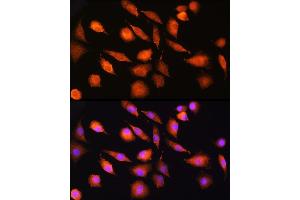 Immunofluorescence analysis of L929 cells using EXT2 Rabbit pAb (ABIN6130884, ABIN6140384, ABIN6140385 and ABIN6219129) at dilution of 1:100 (40x lens). (EXT2 antibody  (AA 80-340))