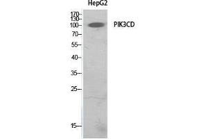 Western Blot (WB) analysis of HepG2 cells using PI 3-Kinase p110delta Polyclonal Antibody. (PIK3CD antibody  (Internal Region))