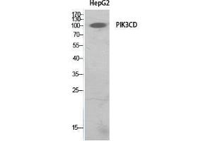 Western Blot (WB) analysis of HepG2 cells using PI 3-Kinase p110delta Polyclonal Antibody.
