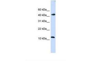 Image no. 1 for anti-Apolipoprotein B mRNA Editing Enzyme, Catalytic Polypeptide-Like 3F (APOBEC3F) (C-Term) antibody (ABIN6739149) (APOBEC3F antibody  (C-Term))