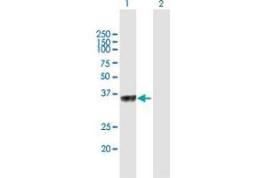 Western Blot analysis of C5orf51 expression in transfected 293T cell line by C5orf51 MaxPab polyclonal antibody. (C5orf51 antibody  (AA 1-294))
