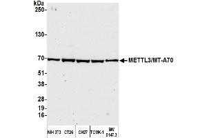 Western Blotting (WB) image for anti-Methyltransferase Like 3 (METTL3) (AA 1-50) antibody (ABIN7450445) (METTL3 antibody  (AA 1-50))