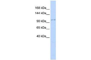 Western Blotting (WB) image for anti-Neural Precursor Cell Expressed, Developmentally Down-Regulated 4, E3 Ubiquitin Protein Ligase (NEDD4) (Middle Region) antibody (ABIN2774920)