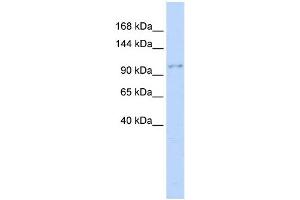 WB Suggested Anti-NEDD4 Antibody Titration:  0. (NEDD4 antibody  (Middle Region))