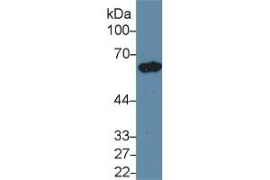Western Blotting (WB) image for anti-Keratin 5 (KRT5) (AA 335-473) antibody (ABIN7437212)