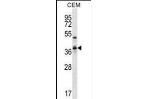 WDR25 Antibody (C-term) (ABIN657284 and ABIN2846372) western blot analysis in CEM cell line lysates (35 μg/lane). (WDR25 antibody  (C-Term))