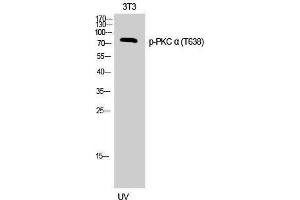 Western Blotting (WB) image for anti-Protein Kinase C, alpha (PKCa) (pThr638) antibody (ABIN3182587) (PKC alpha antibody  (pThr638))
