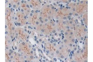 DAB staining on IHC-P; Samples: Mouse Kidney Tissue (TRAF6 antibody  (AA 254-475))