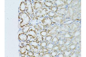 Immunohistochemistry of paraffin-embedded mouse kidney using OCLN antibody.