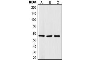 Western blot analysis of TRIM68 expression in HepG2 (A), DU145 (B), NCIH460 (C) whole cell lysates. (TRIM68 antibody  (Center))