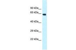 Image no. 1 for anti-Cytochrome P450, Family 4, Subfamily Z, Polypeptide 1 (CYP4Z1) (AA 252-301) antibody (ABIN6747738)