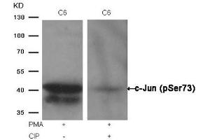 Western blot analysis of extracts from C6 cells, treated with PMA or calf intestinal phosphatase (CIP), using c-Jun (Phospho-Ser73) Antibody. (C-JUN antibody  (pSer73))