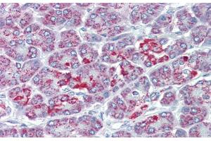 Immunohistochemistry with Human Pancrease lysate tissue at an antibody concentration of 5. (SLC39A5 antibody  (N-Term))