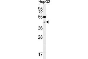 TXNL2 Antibody (N-term) western blot analysis in HepG2 cell line lysates (35 µg/lane).