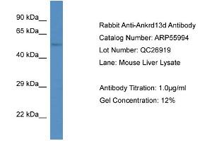 Western Blotting (WB) image for anti-Ankyrin Repeat Domain 13 Family, Member D (ANKRD13D) (Middle Region) antibody (ABIN2786473) (ANKRD13D antibody  (Middle Region))