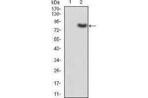 Western blot analysis using TIP60 mAb against HEK293 (1) and TIP60 (AA: 18-208)-hIgGFc transfected HEK293 (2) cell lysate.