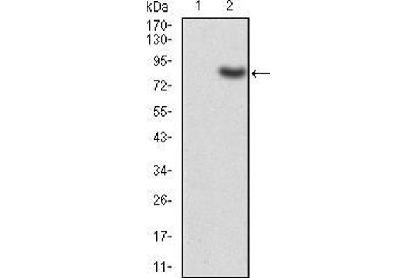 KAT5 anticorps  (AA 18-208)