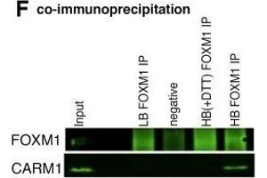FOXM1 binding at ERα co-bound sites is dependent on ERα. (FOXM1 antibody)