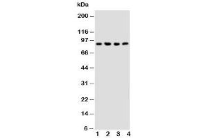Western blot testing of NRG2 antibody and Lane 1:  rat liver (Neuregulin 2 antibody  (Middle Region))