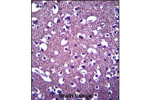 PCDHGA3 Antibody (Center) (ABIN657534 and ABIN2846552) immunohistochemistry analysis in formalin fixed and paraffin embedded human brain tissue followed by peroxidase conjugation of the secondary antibody and DAB staining.