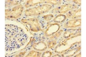 Immunohistochemistry of paraffin-embedded human kidney tissue using ABIN7165534 at dilution of 1:100 (FAM71A antibody  (AA 381-594))