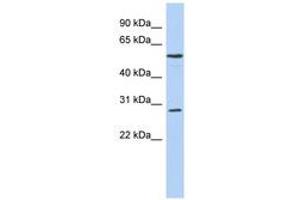 PRRC1 antibody  (AA 287-336)
