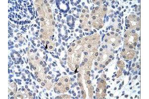 Image no. 1 for anti-Aprataxin (APTX) (C-Term) antibody (ABIN203063) (Aprataxin antibody  (C-Term))