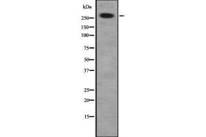 Western blot analysis of DSP using HuvEc whole cell lysates (Desmoplakin antibody  (C-Term))