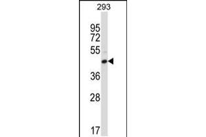 Western blot analysis in 293 cell line lysates (35ug/lane). (FCGR2C antibody  (C-Term))