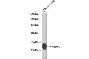 Western blot analysis of extracts of Mouse lung using WNT9A Polyclonal Antibody at dilution of 1:1000. (WNT9A antibody)