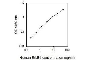 ELISA image for V-Erb-A erythroblastic Leukemia Viral Oncogene Homolog 4 (Avian) (ERBB4) ELISA Kit (ABIN4882770)
