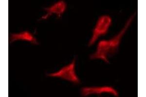 ABIN6276076 staining Hela by IF/ICC. (OR2AJ1 antibody)