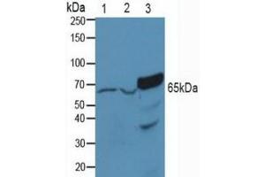 Figure. (PAK1 antibody  (AA 252-501))
