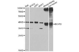 Western blot analysis of extracts of various cell lines, using BCAT2 Antibody. (BCAT2 antibody  (AA 20-200))